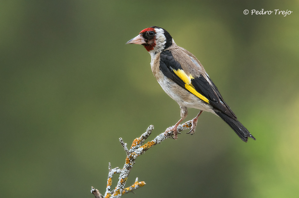 Jilguero (Carduelis carduelis)